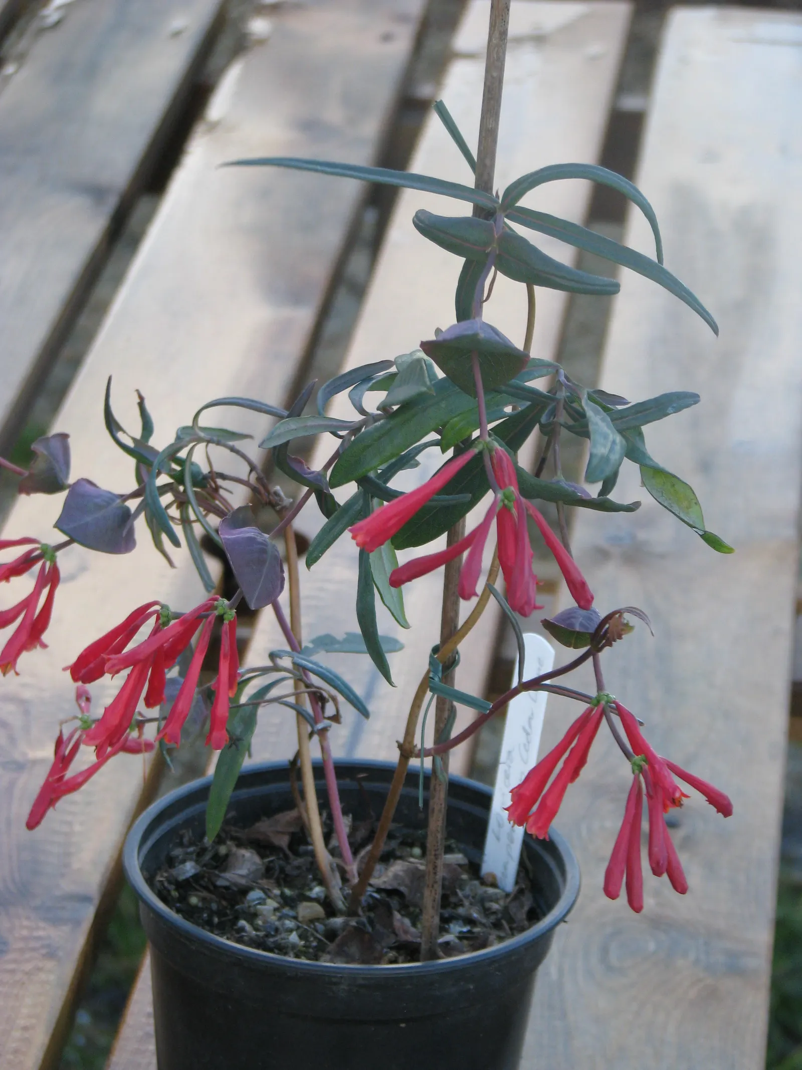 Coral Honeysuckle (Lonicera Sempervirens) — with its vibrant trumpet-shaped red to coral-pink flowers; climbing habit that makes it perfect for, image 58