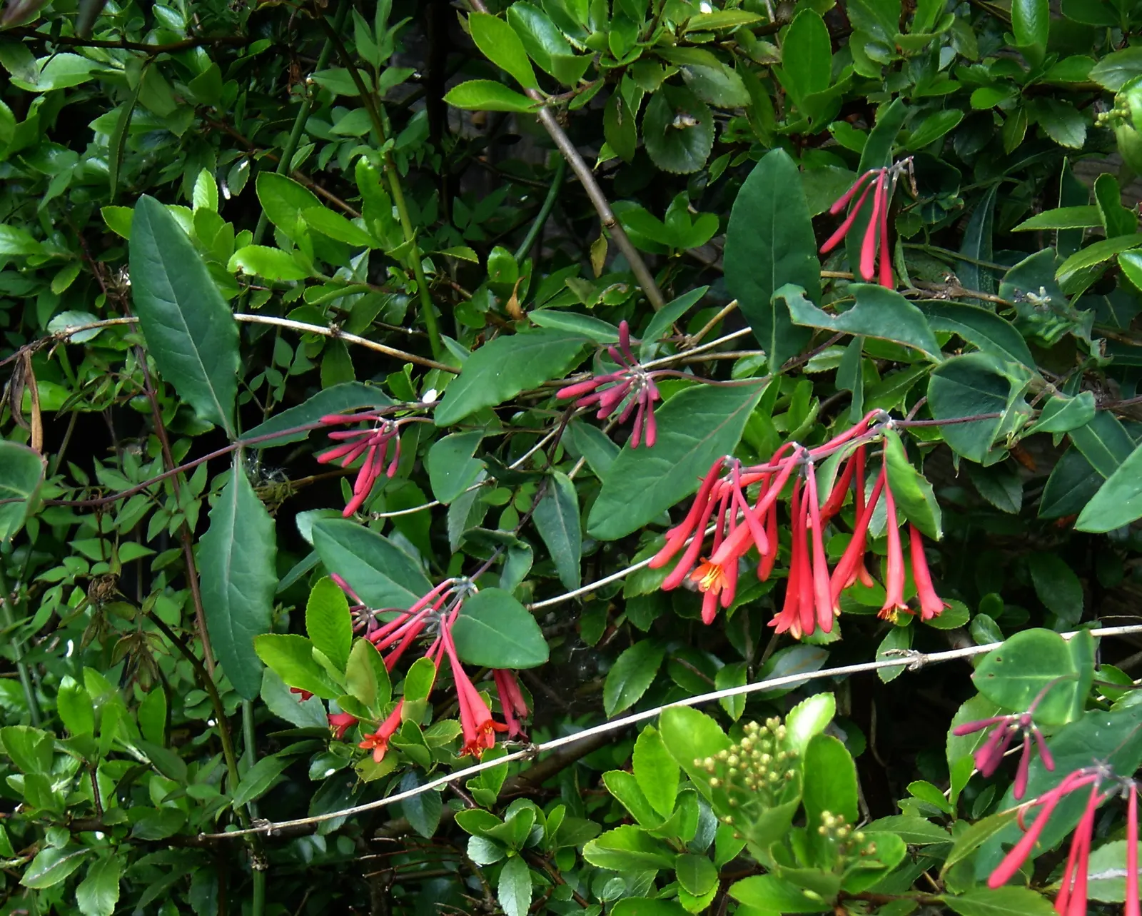 Coral Honeysuckle (Lonicera Sempervirens) — scientifically referred to as Lonicera sempervirens