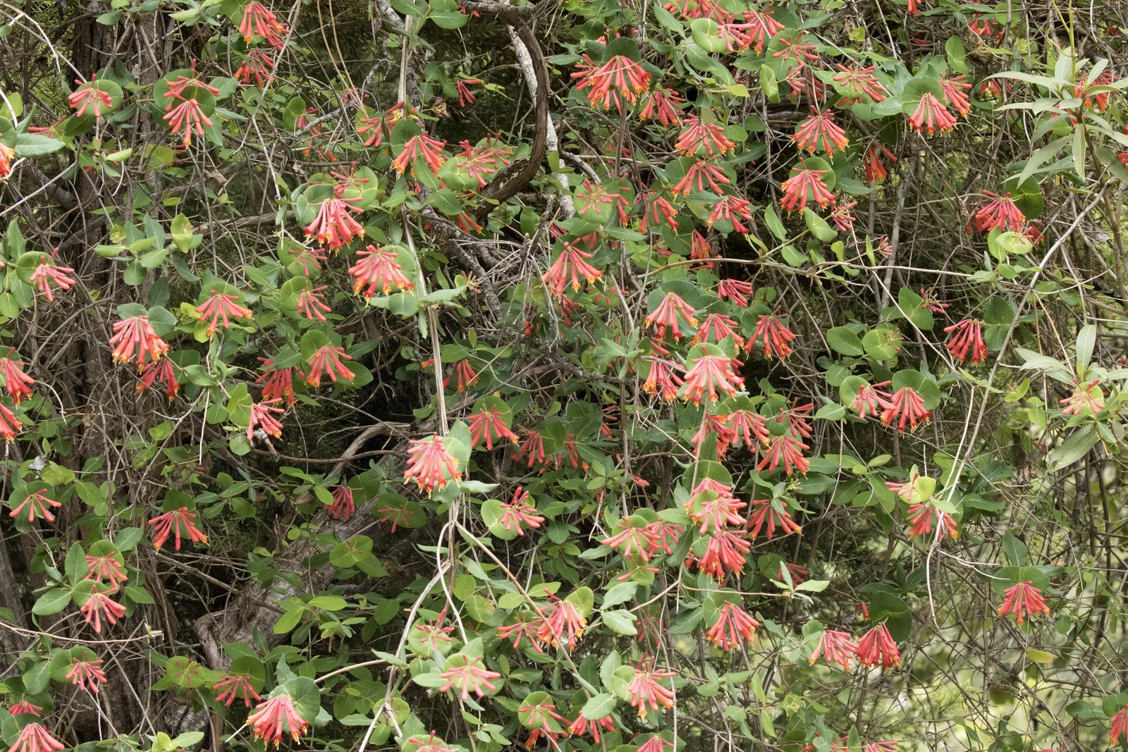 Coral Honeysuckle (Lonicera Sempervirens) — With its captivating appearance and ease of care