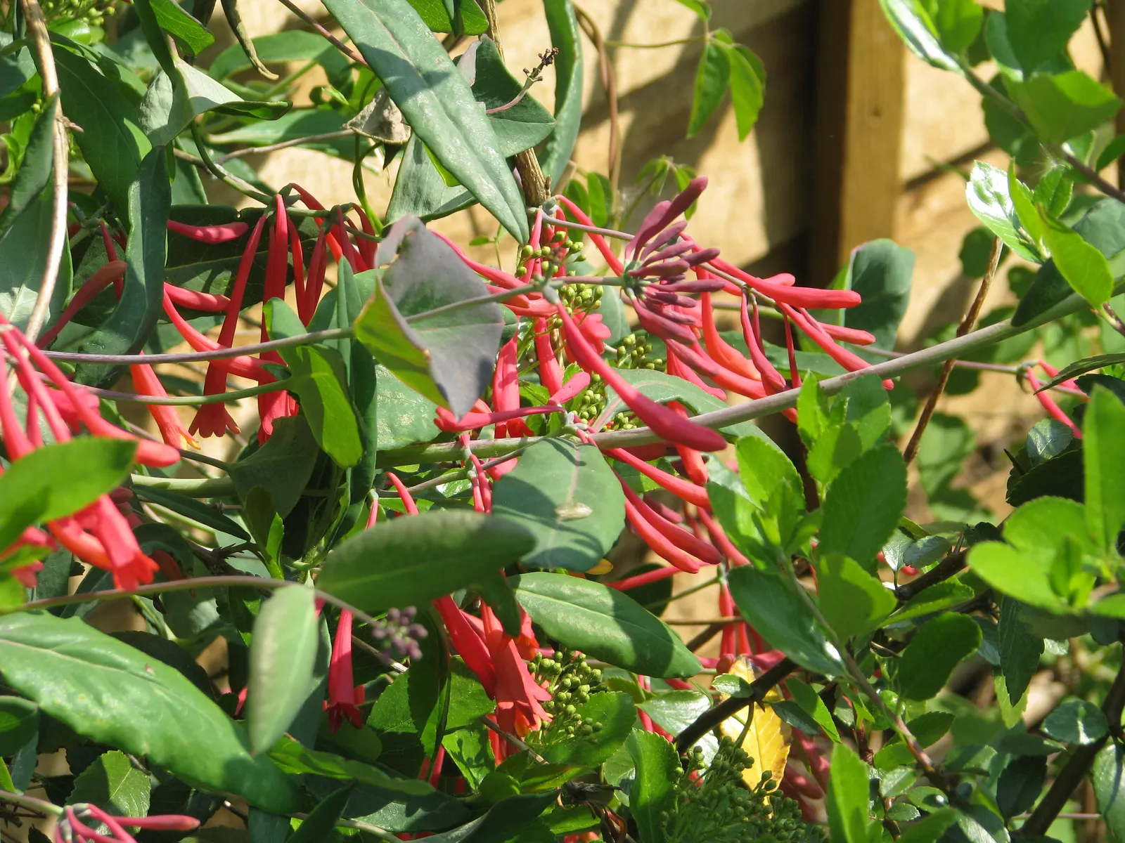 Coral Honeysuckle (Lonicera Sempervirens) — which can reach a size of 1 to 3 inches in length; climbing habit that makes it perfect for adorning trellises