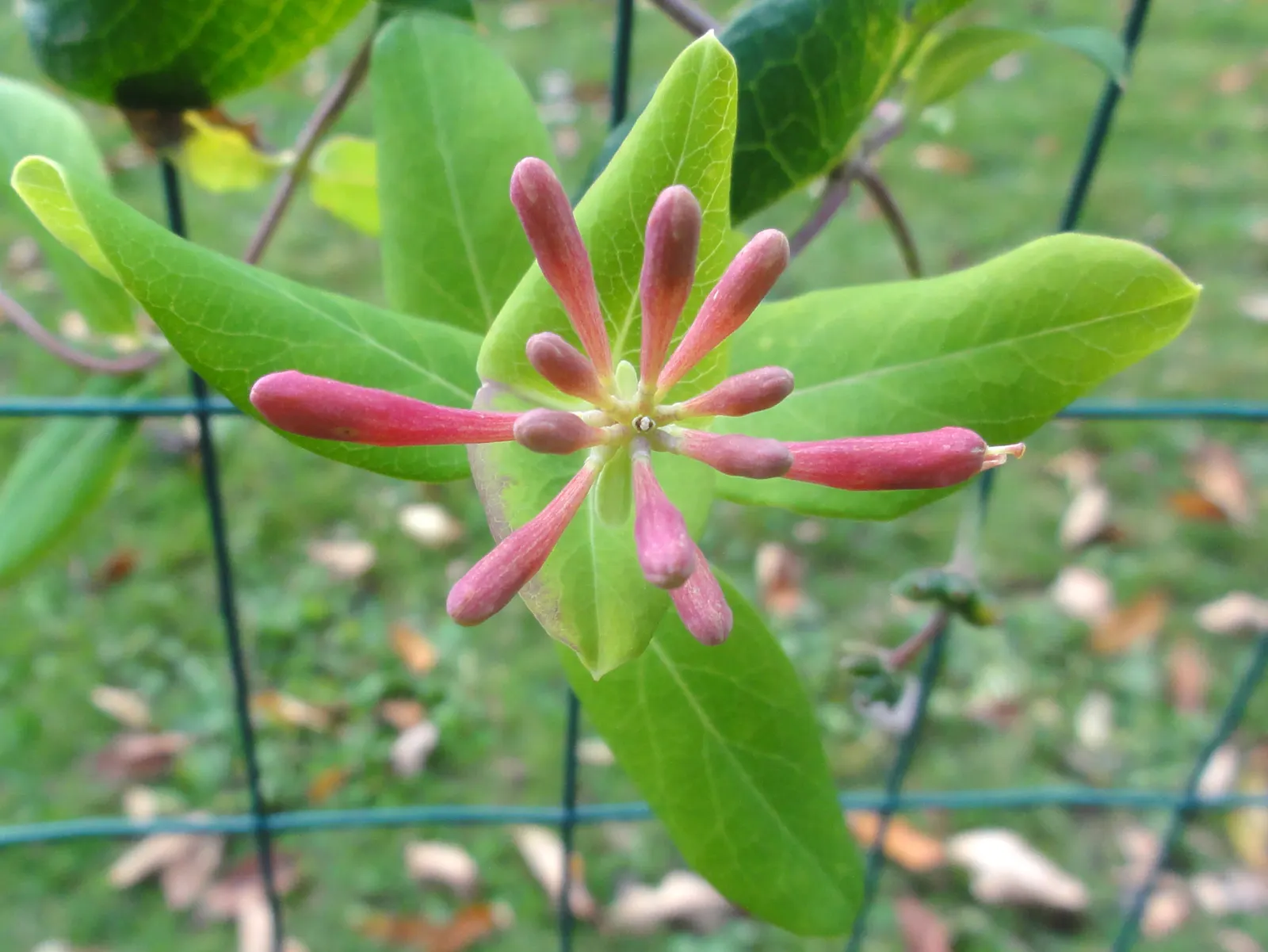 Coral Honeysuckle (Lonicera Sempervirens) — measuring 1 to 2 inches in length