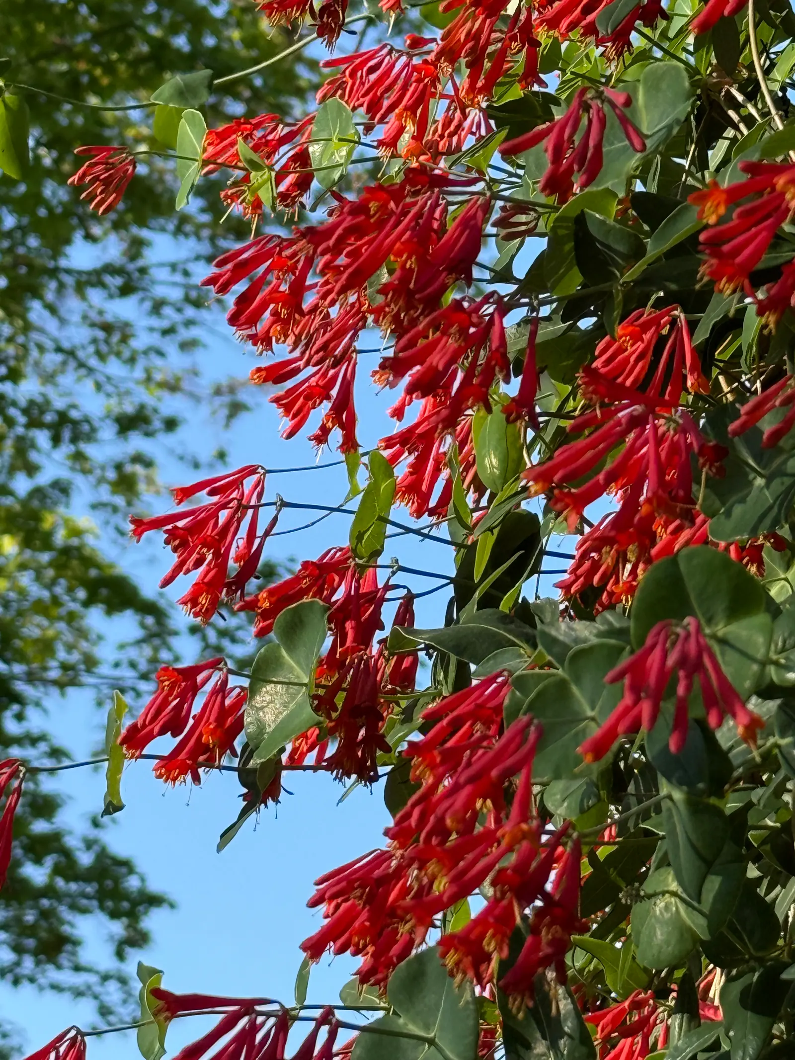 Coral Honeysuckle (Lonicera Sempervirens) — it requires well-drained soil and full to partial sun exposure to prosper.<br><br>When planning; reaching 3-20