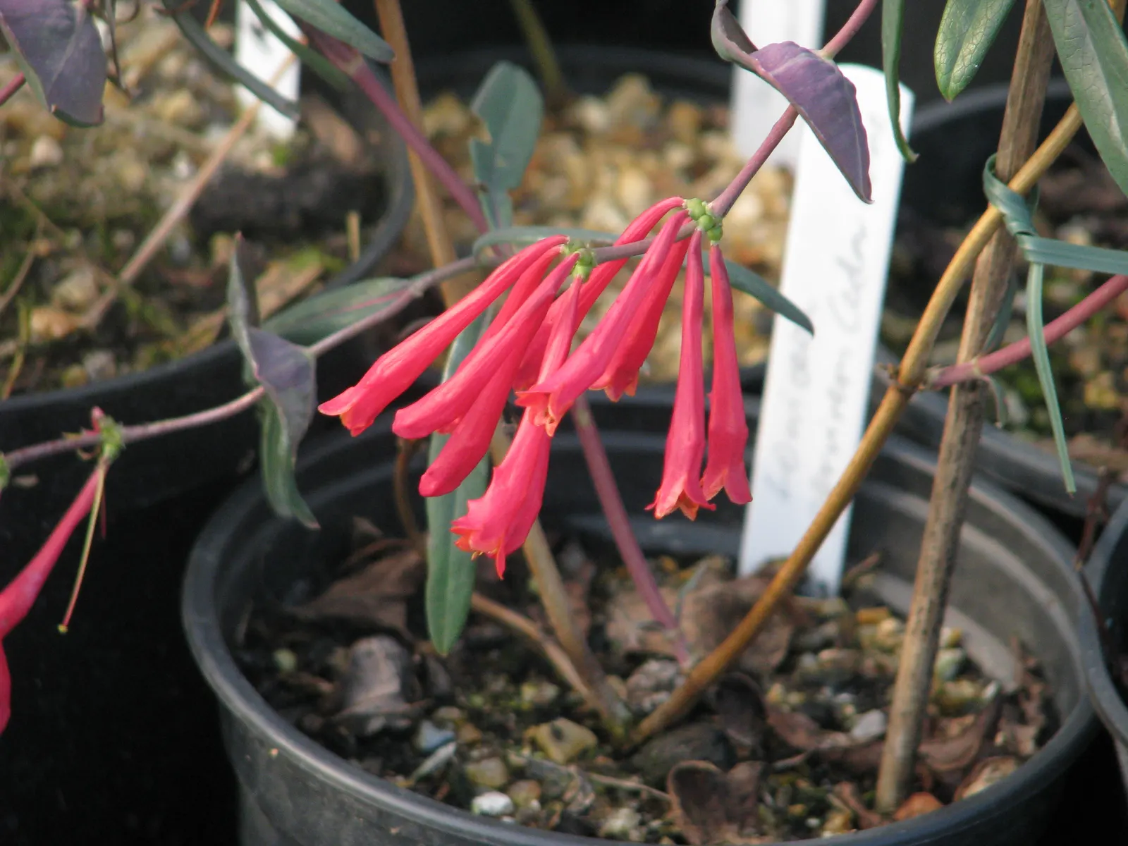 Coral Honeysuckle (Lonicera Sempervirens) — is a magnet for hummingbirds; which can reach a size of 1 to 3 inches in length