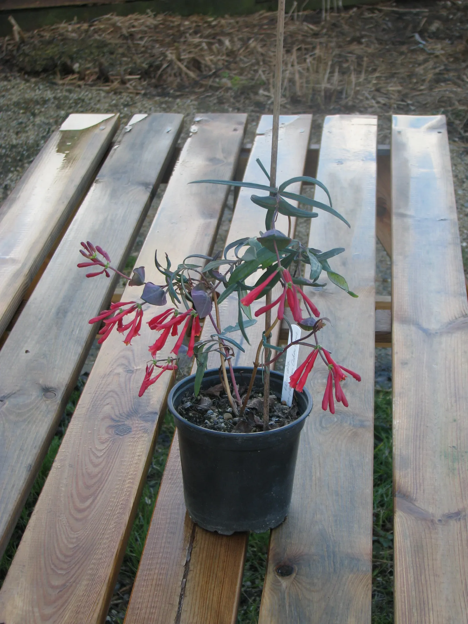 Coral Honeysuckle (Lonicera Sempervirens) — It's also mildew resistant; which can reach a size of 1 to 3 inches in length