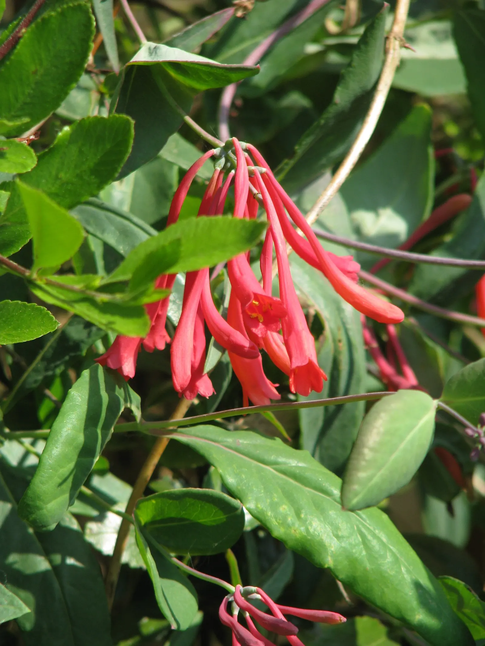 Coral Honeysuckle (Lonicera Sempervirens) — vine for full or half; with its captivating appearance and ease of care