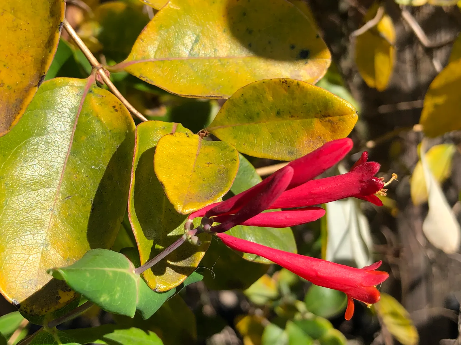 Coral Honeysuckle (Lonicera Sempervirens) — It's also mildew resistant