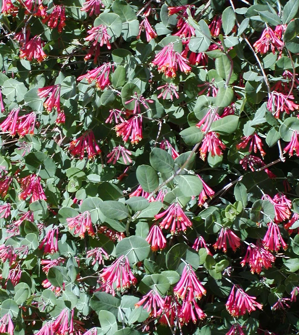 Coral Honeysuckle (Lonicera Sempervirens) — scientifically referred to as Lonicera sempervirens; climbing habit that makes it perfect for adorning trellises
