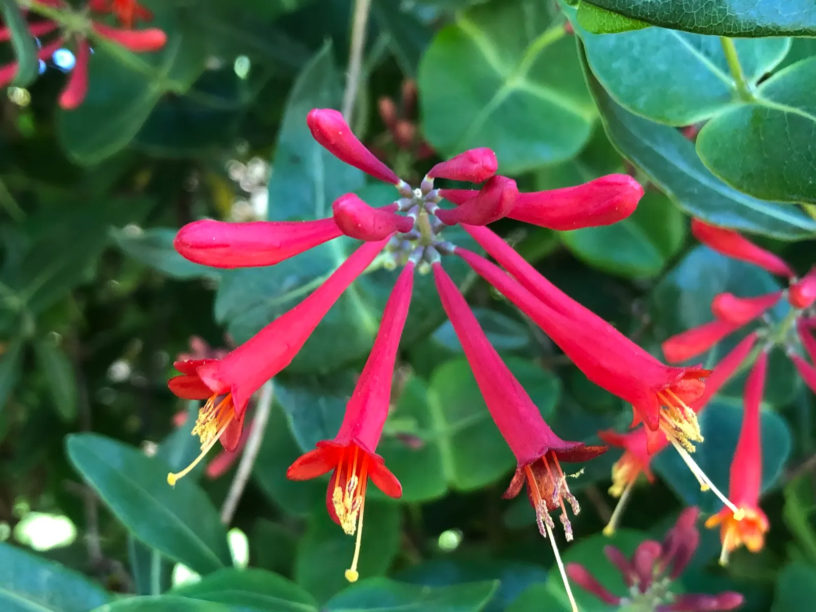 Coral Honeysuckle (Lonicera Sempervirens) — Native to the southeastern United States; with its captivating appearance and ease of care