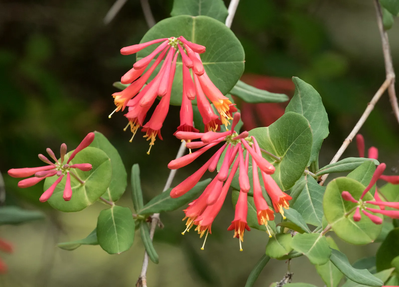 Coral Honeysuckle (Lonicera Sempervirens) — Reaching 3-20 feet, it's a hummingbird magnet preferring full sun to partial shade