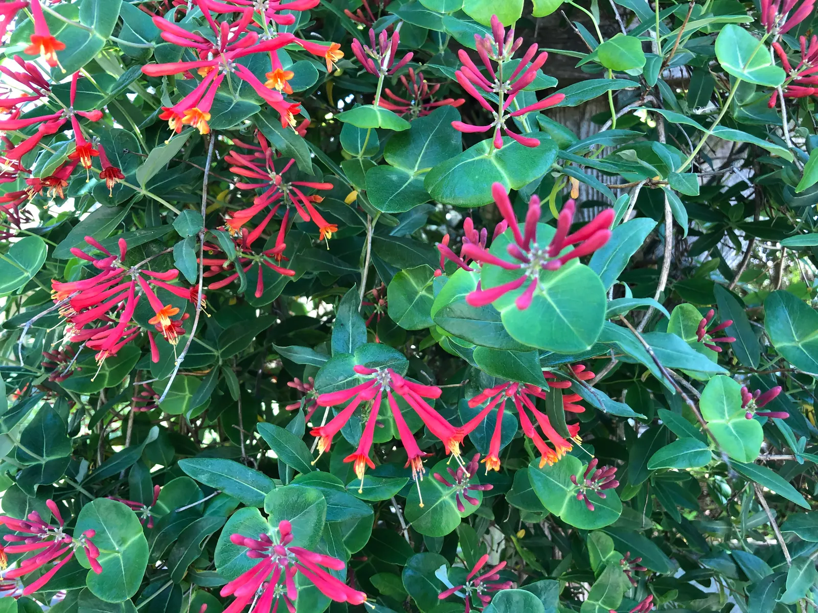 Coral Honeysuckle (Lonicera Sempervirens) — Its tubular blossoms, blooming March-July, transition to berry-like fruits, providing bird sustenance