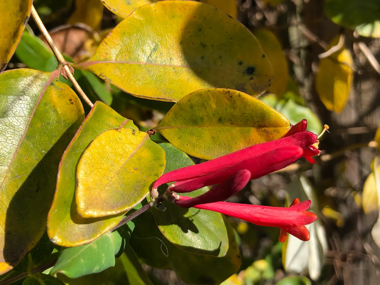Coral Honeysuckle (Lonicera Sempervirens) — and beneficial pollinators
