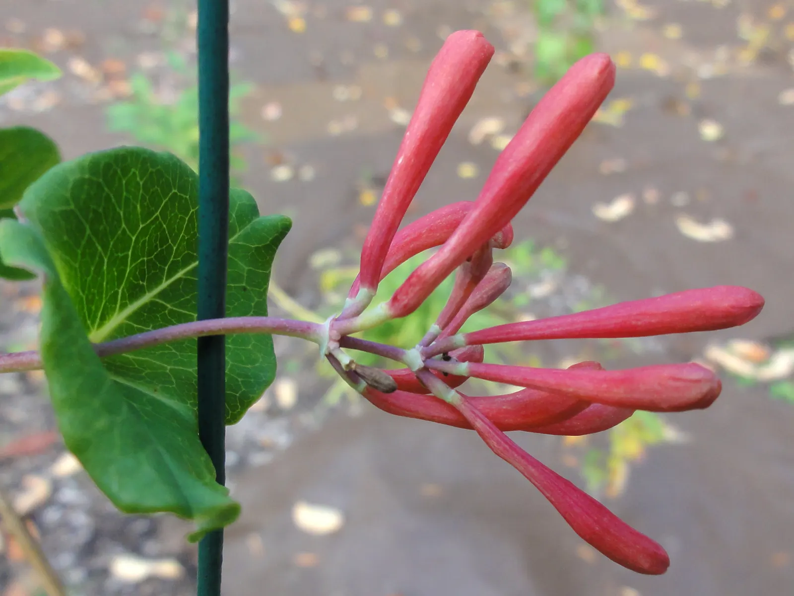 Coral Honeysuckle (Lonicera Sempervirens) — which can reach a size of 1 to 3 inches in length