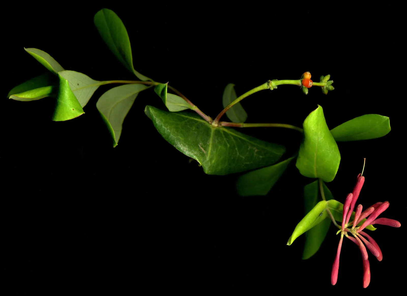 Coral Honeysuckle (Lonicera Sempervirens) — vine for full or half