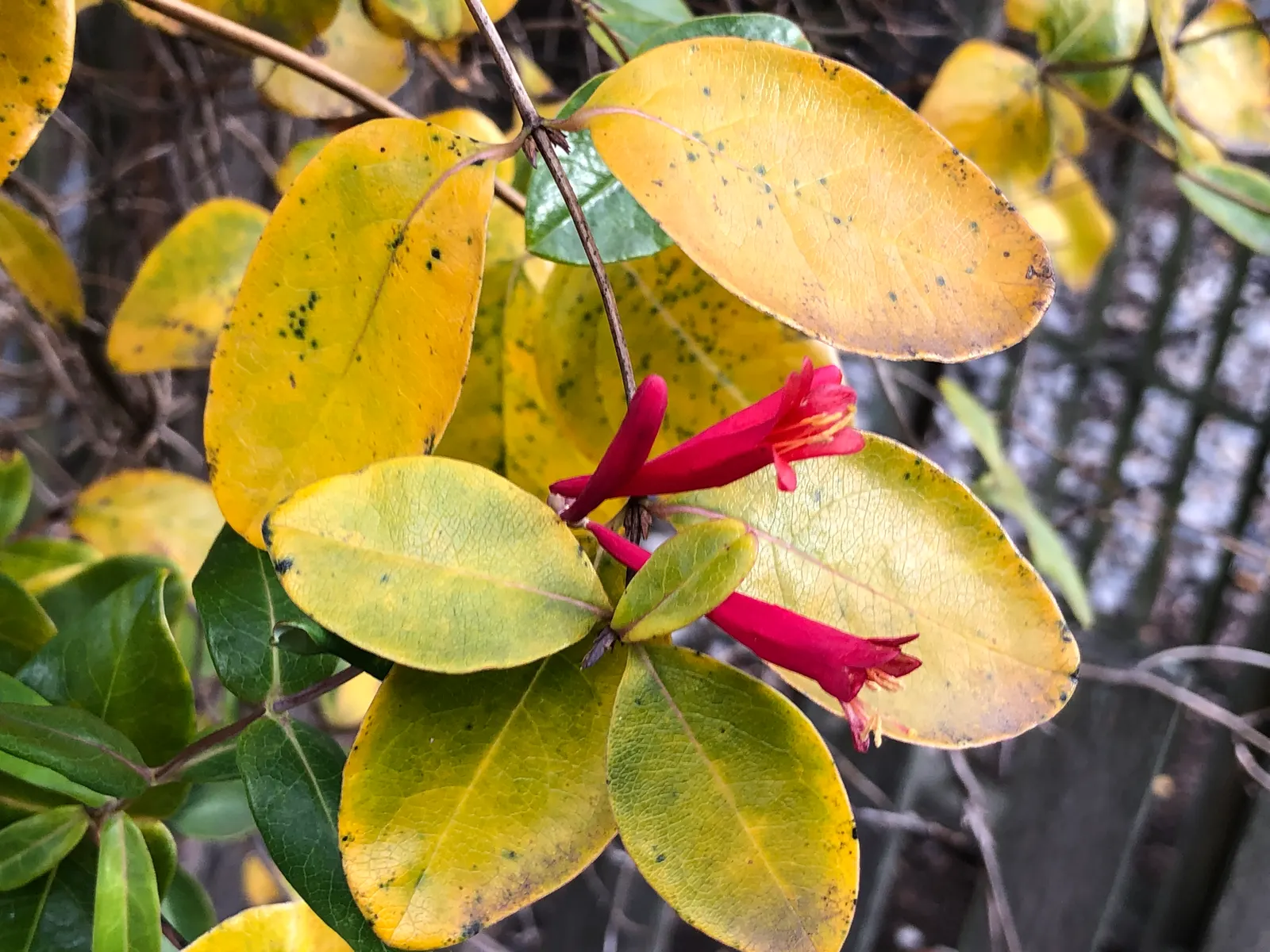 Coral Honeysuckle (Lonicera Sempervirens) — it requires well-drained soil and full to partial sun exposure to prosper.<br><br>When planning