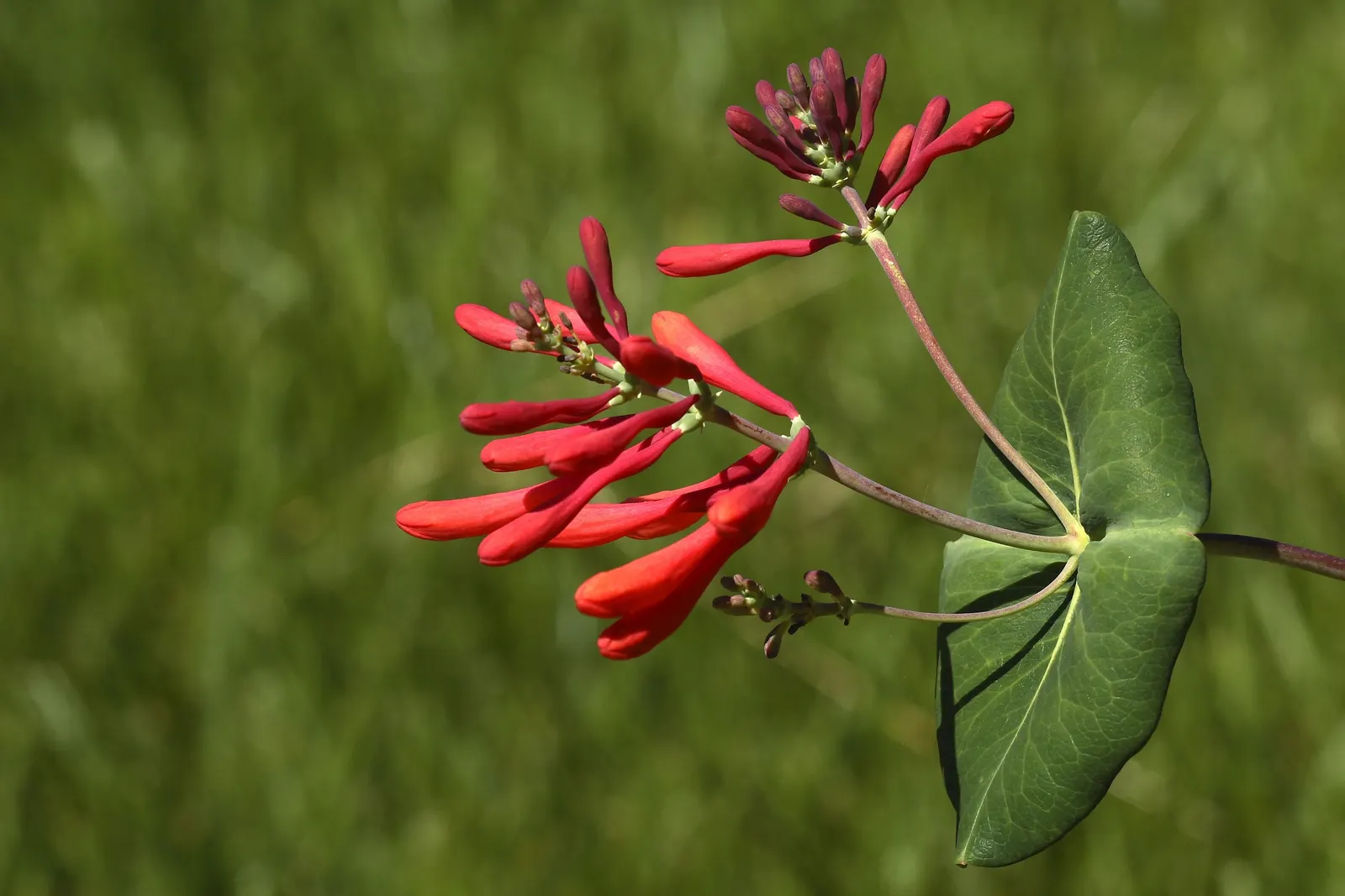 Coral Honeysuckle (Lonicera Sempervirens) — displaying a moderate growth rate and a sturdy