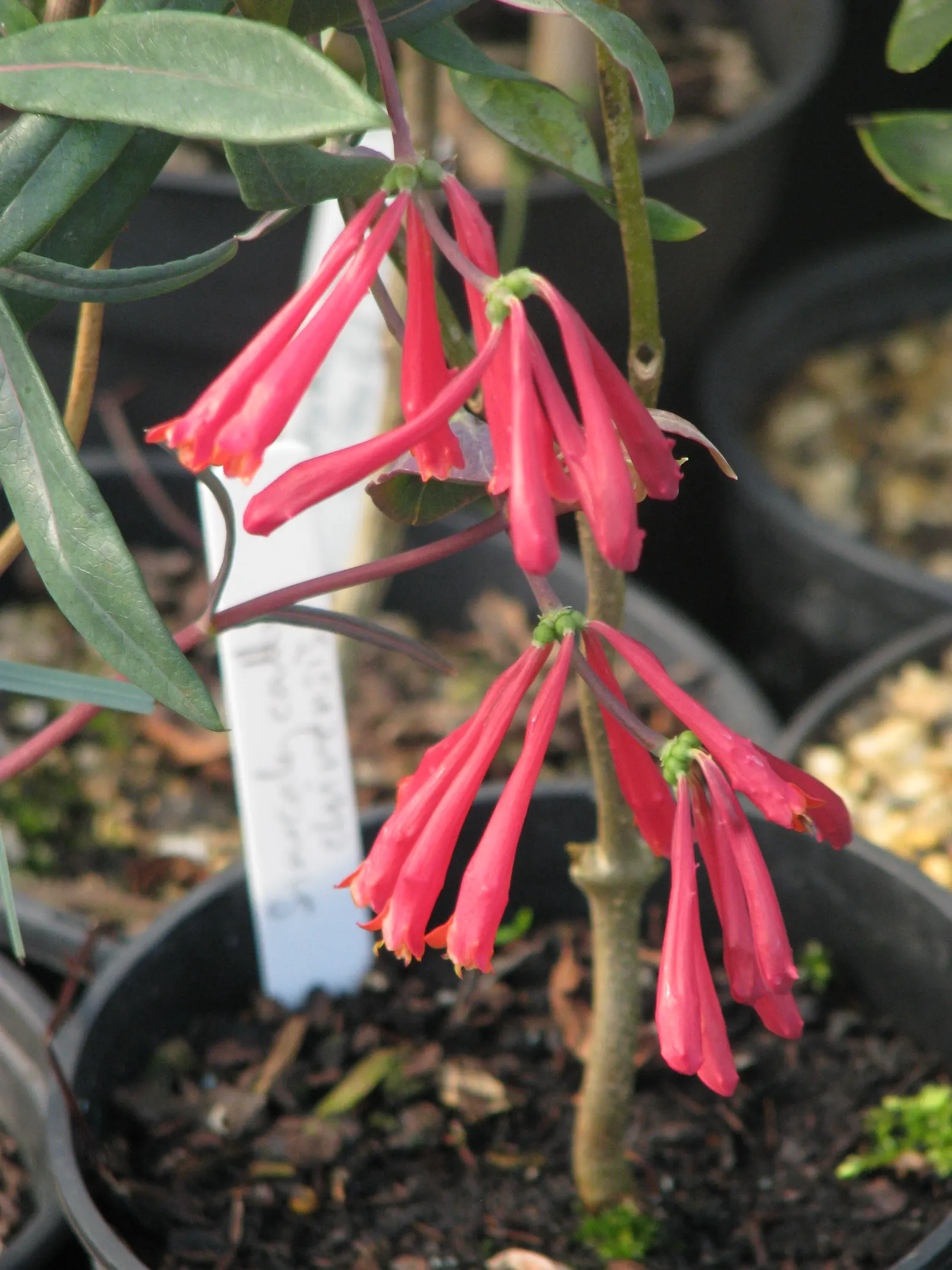 Coral Honeysuckle (Lonicera Sempervirens) — providing a lush backdrop for the bright blossoms; which can reach a size of 1 to 3 inches in length