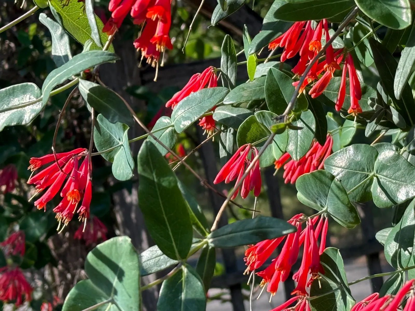Coral Honeysuckle (Lonicera Sempervirens) — with its vibrant trumpet-shaped red to coral-pink flowers