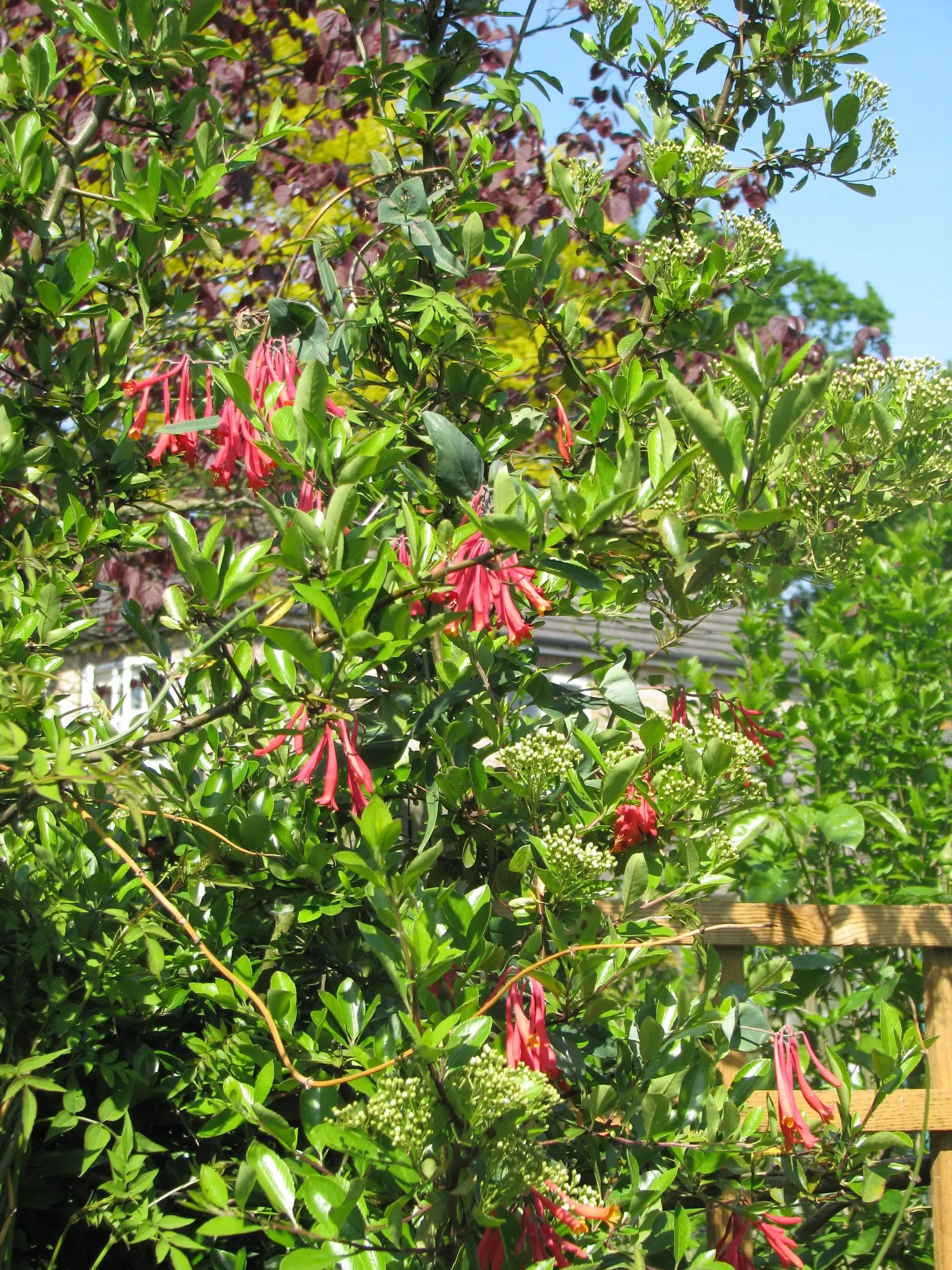 Coral Honeysuckle (Lonicera Sempervirens) — Native to the southeastern United States