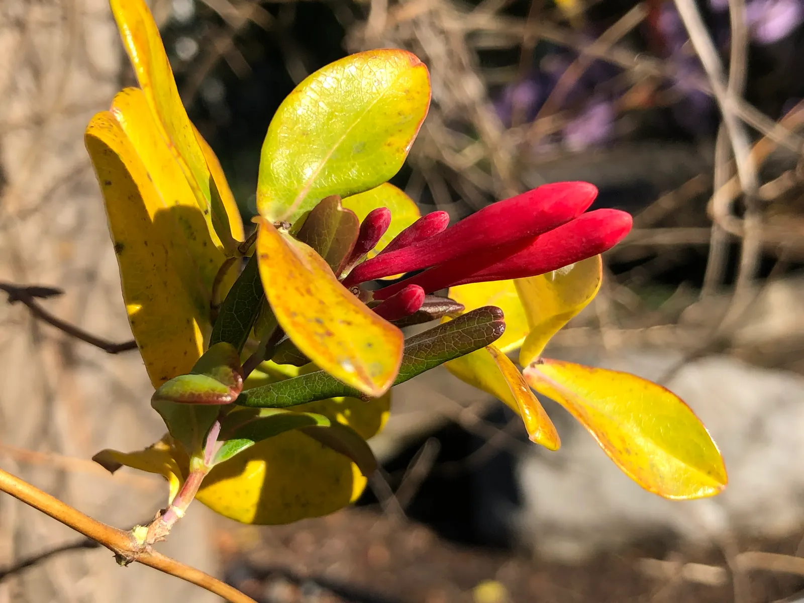 Coral Honeysuckle (Lonicera Sempervirens) — Its tubular blossoms, blooming March-July, transition to berry-like fruits, providing bird sustenance; reaching