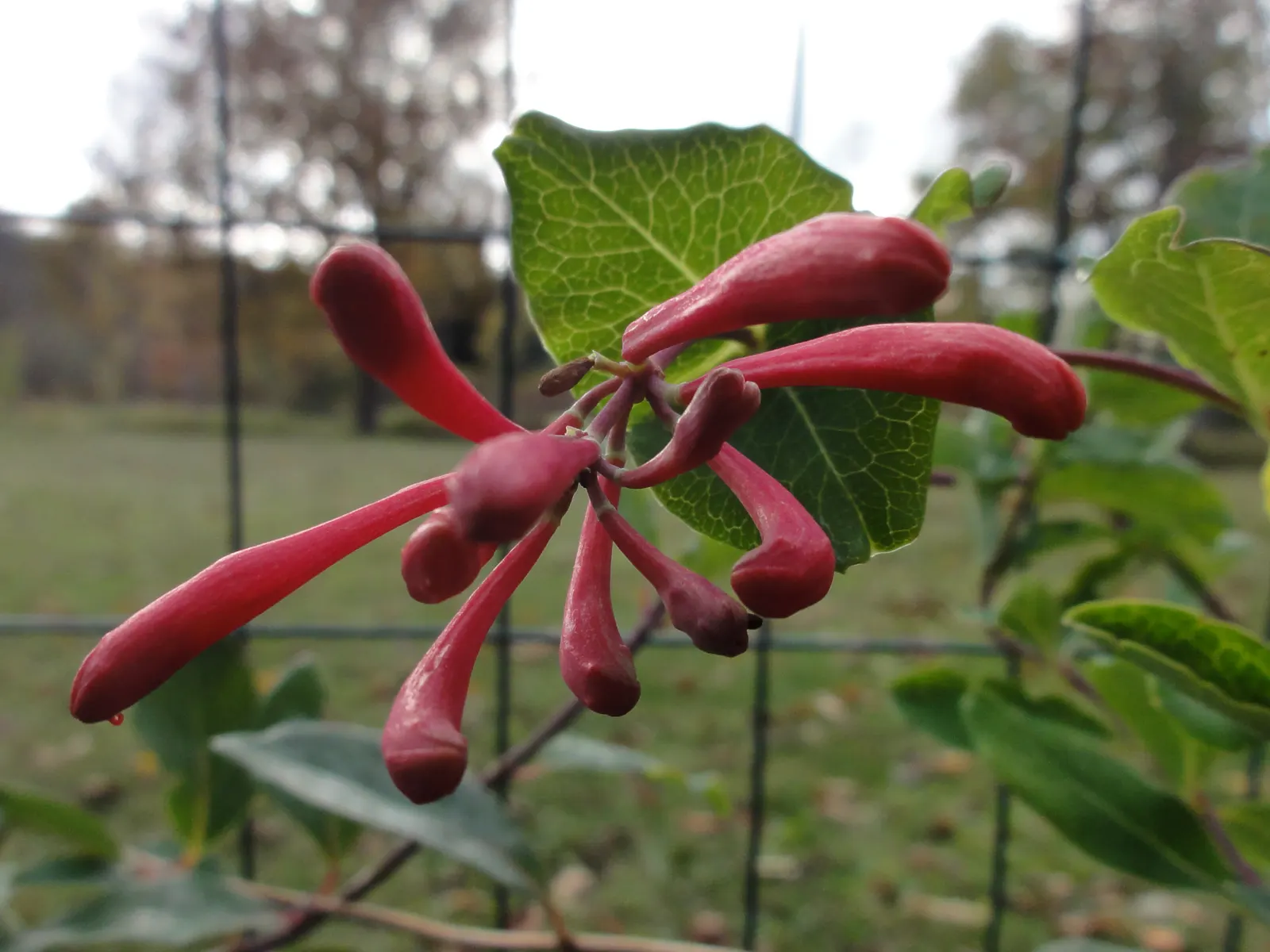 Coral Honeysuckle (Lonicera Sempervirens) — is a vigorous US-native vine ideally suited for trellises and fences