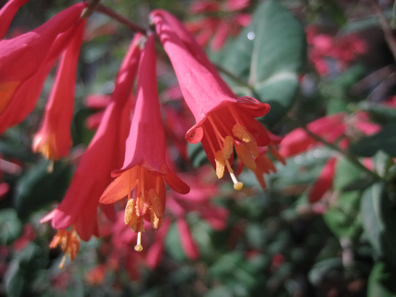Coral Honeysuckle (Lonicera Sempervirens) — displaying a moderate growth rate and a sturdy; climbing habit that makes it perfect for adorning trellises