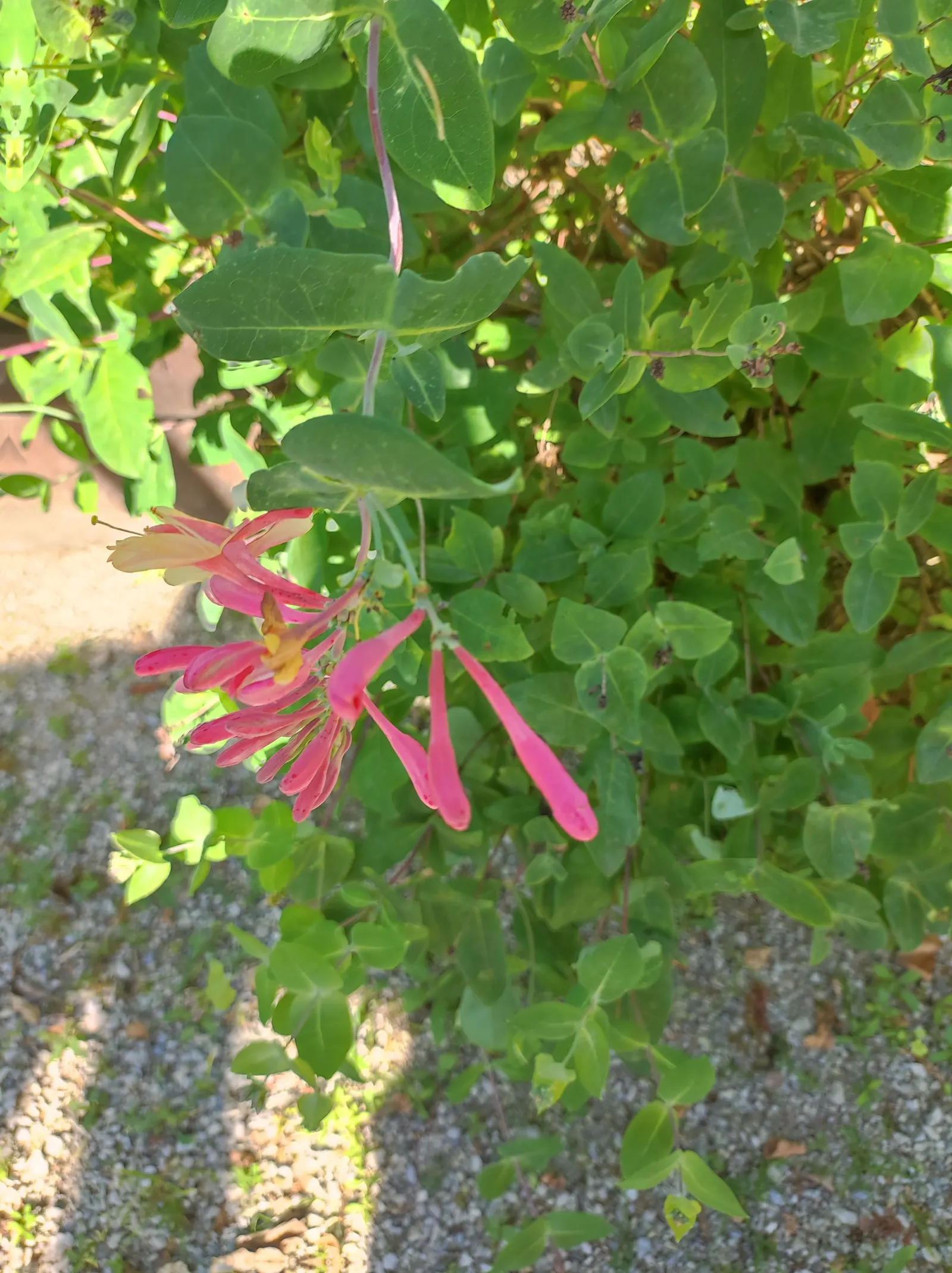 Coral Honeysuckle (Lonicera Sempervirens) — Reaching 3-20 feet, it's a hummingbird magnet preferring full sun to partial shade; with its, image 60