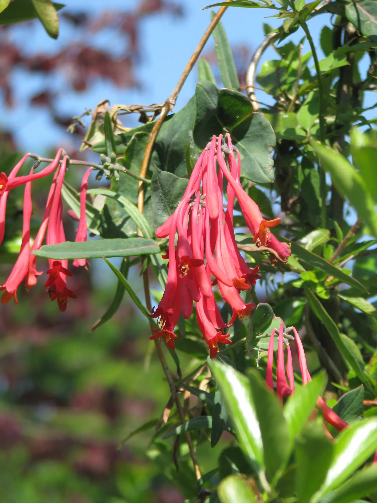 Coral Honeysuckle (Lonicera Sempervirens) — twining vine that's an alluring addition to any garden; which can reach a size of 1 to 3 inches in length