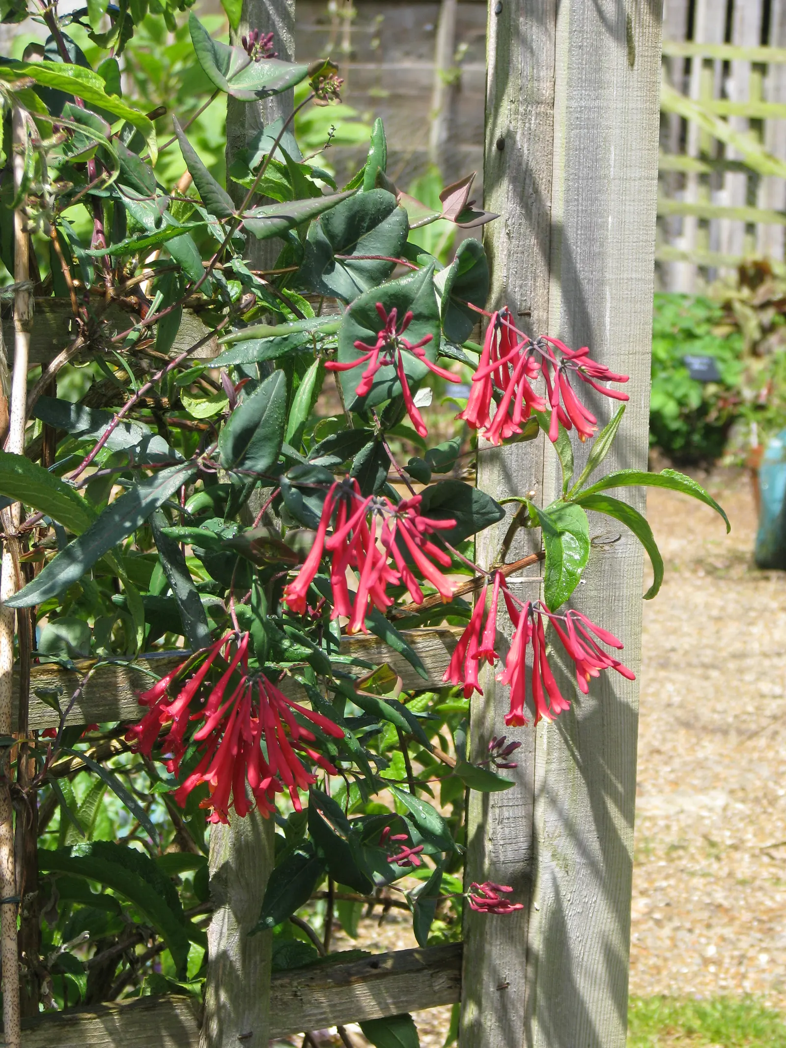 Coral Honeysuckle (Lonicera Sempervirens) — Coral Honeysuckle is revered for its minimal care requirements; thriving in USDA hardiness zones 4 through 10; with