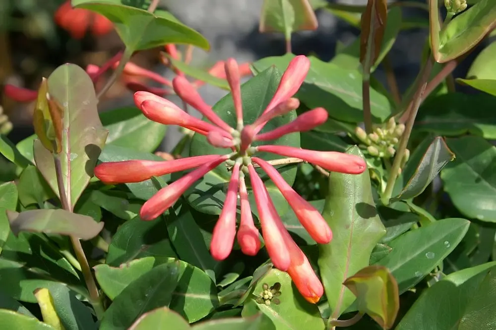 Coral Honeysuckle (Lonicera Sempervirens) — climbing habit that makes it perfect for adorning trellises