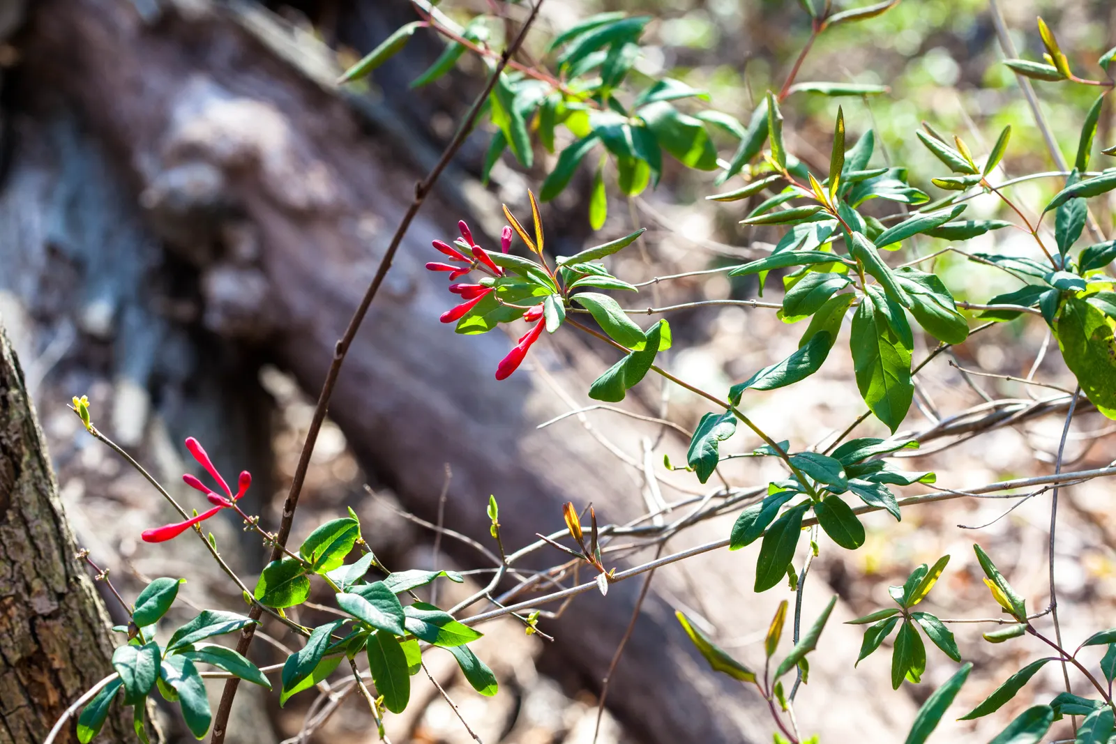 Coral Honeysuckle (Lonicera Sempervirens) — The Coral Honeysuckle (Lonicera sempervirens)