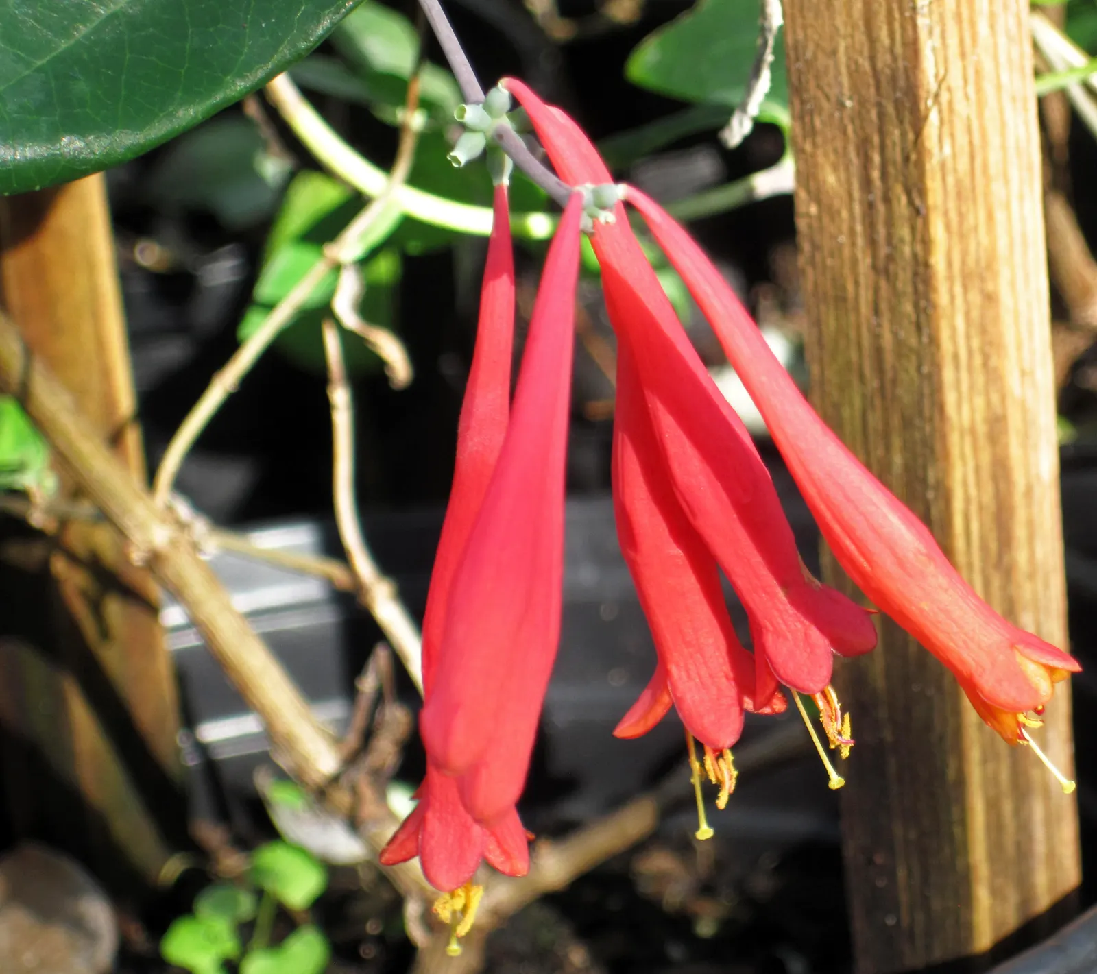 Coral Honeysuckle (Lonicera Sempervirens) — providing a lush backdrop for the bright blossoms