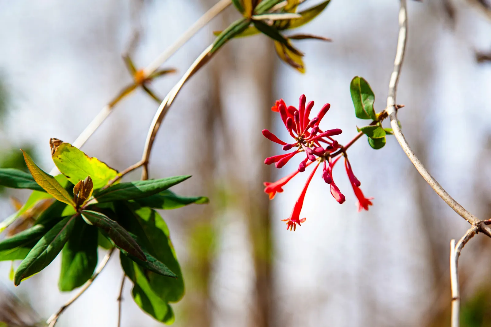 Coral Honeysuckle (Lonicera Sempervirens) — is a vigorous US-native vine ideally suited for trellises and fences; which can reach a size of 1 to 3 inches in