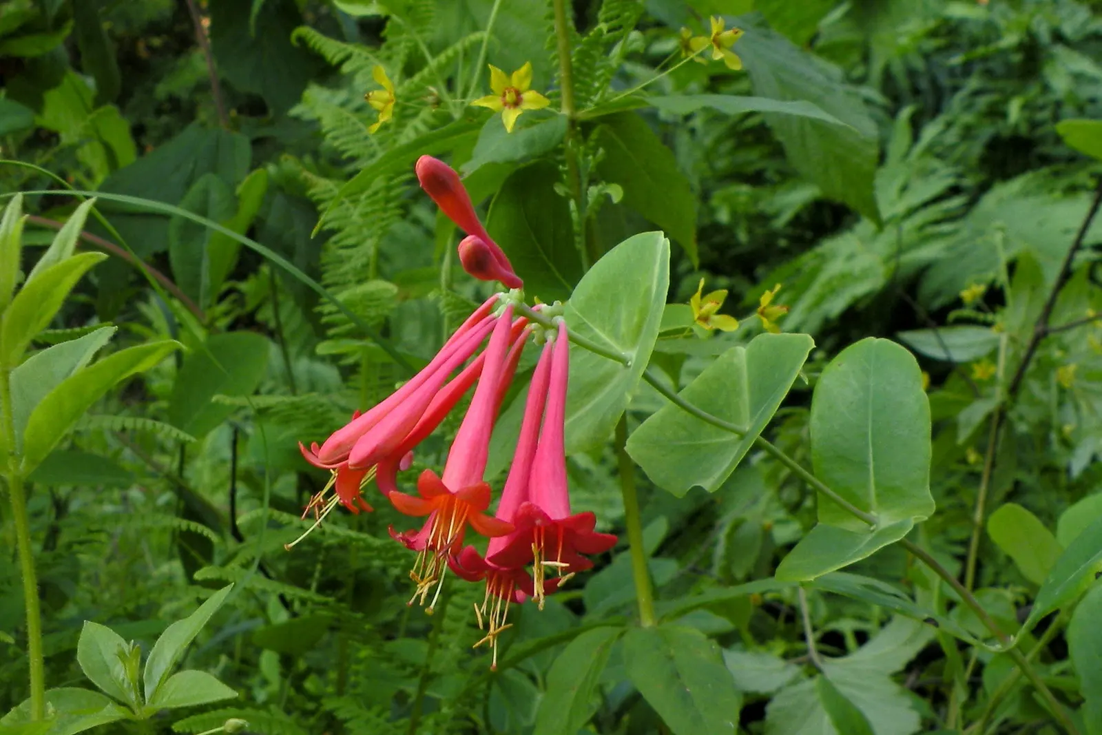 Coral Honeysuckle (Lonicera Sempervirens) — The Coral Honeysuckle (Lonicera sempervirens); reaching 3-20 feet, it's a hummingbird magnet preferring, image 57