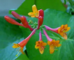 Coral Honeysuckle (Lonicera Sempervirens) — Coral Honeysuckle is revered for its minimal care requirements; thriving in USDA hardiness zones 4 through 10