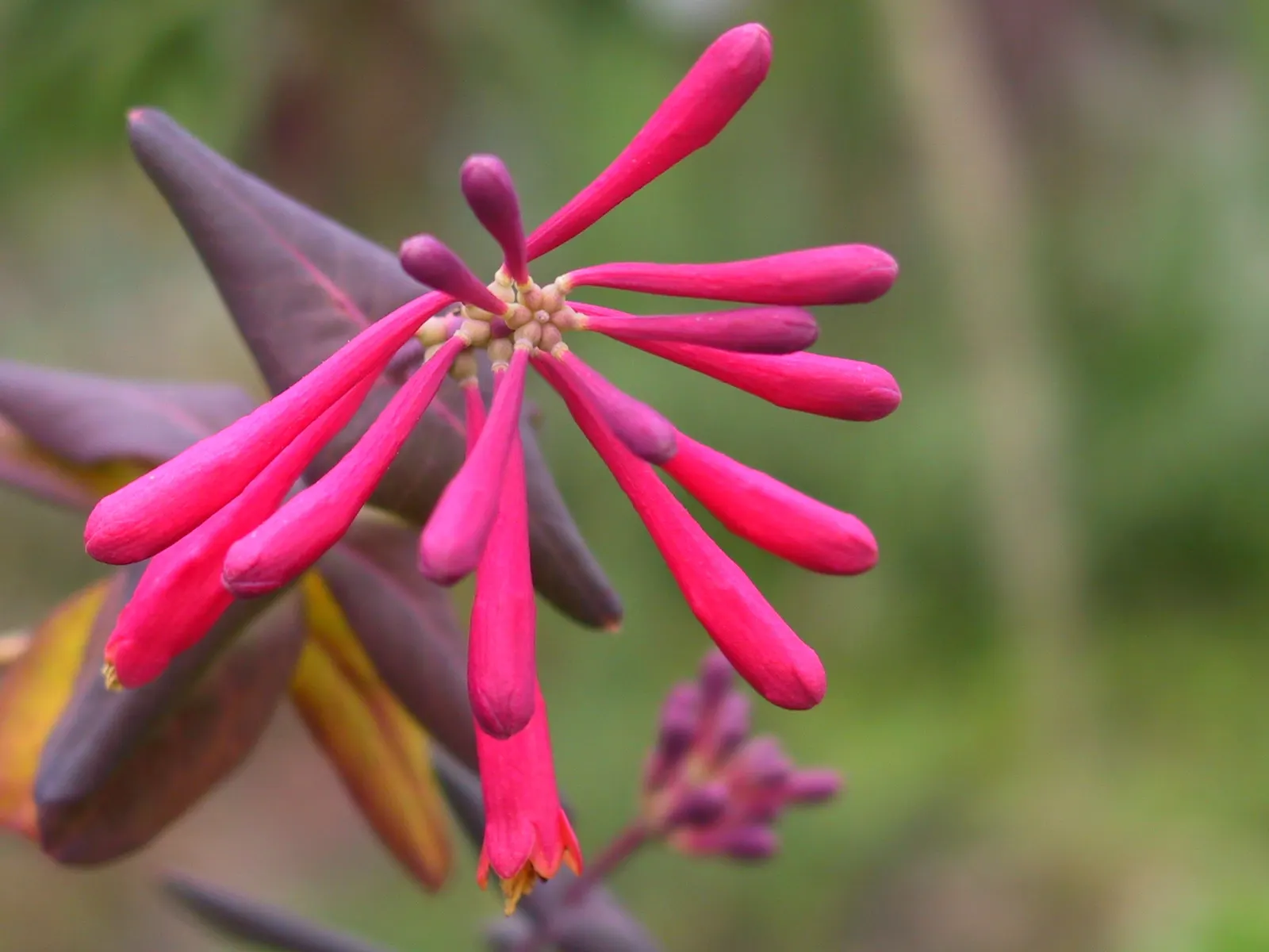 Coral Honeysuckle (Lonicera Sempervirens) — and beneficial pollinators; with its captivating appearance and ease of care