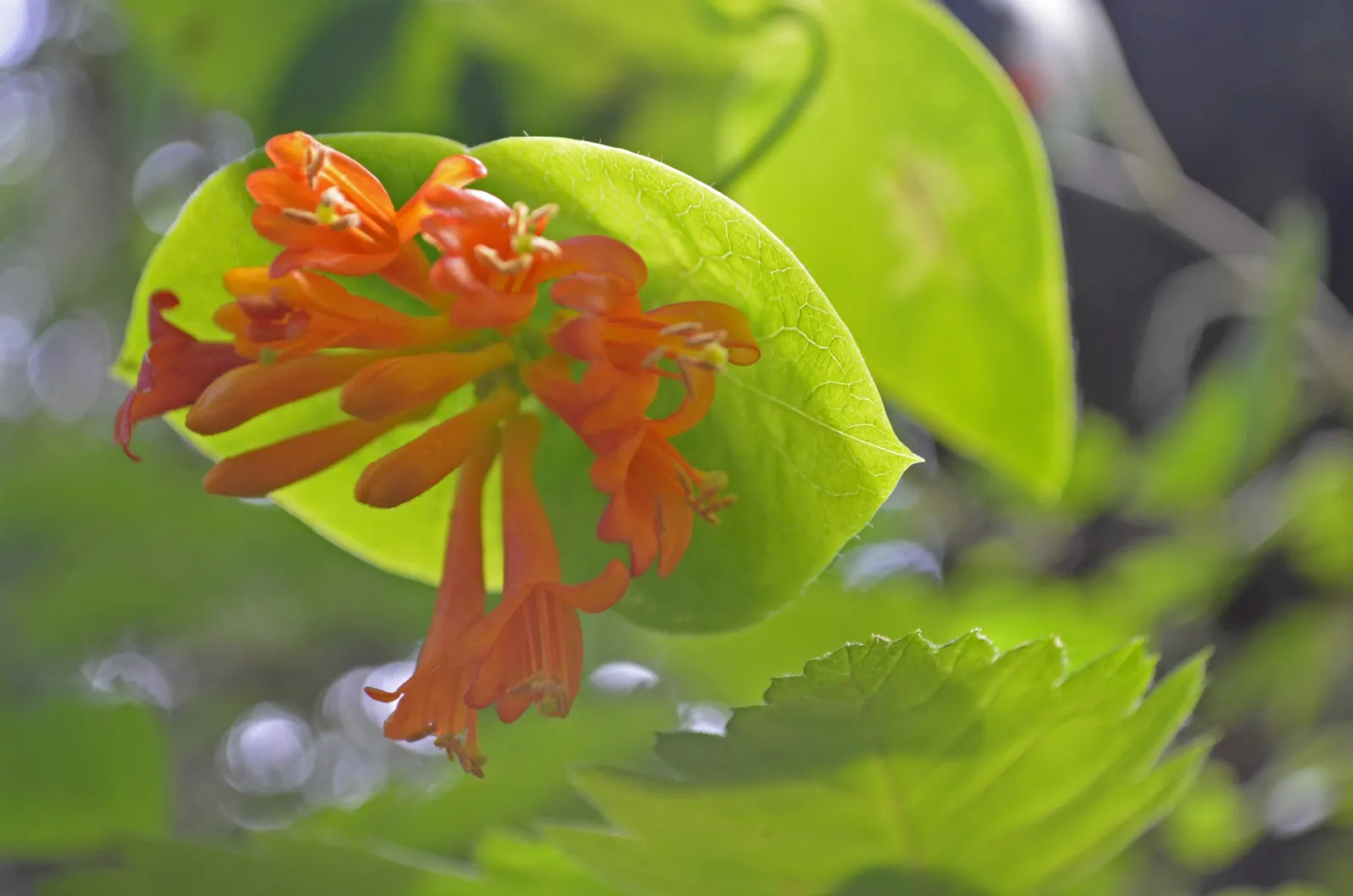 Coral Honeysuckle (Lonicera Sempervirens) — this evergreen to semi-evergreen woody vine matures to lengths of roughly 10 to 15 feet