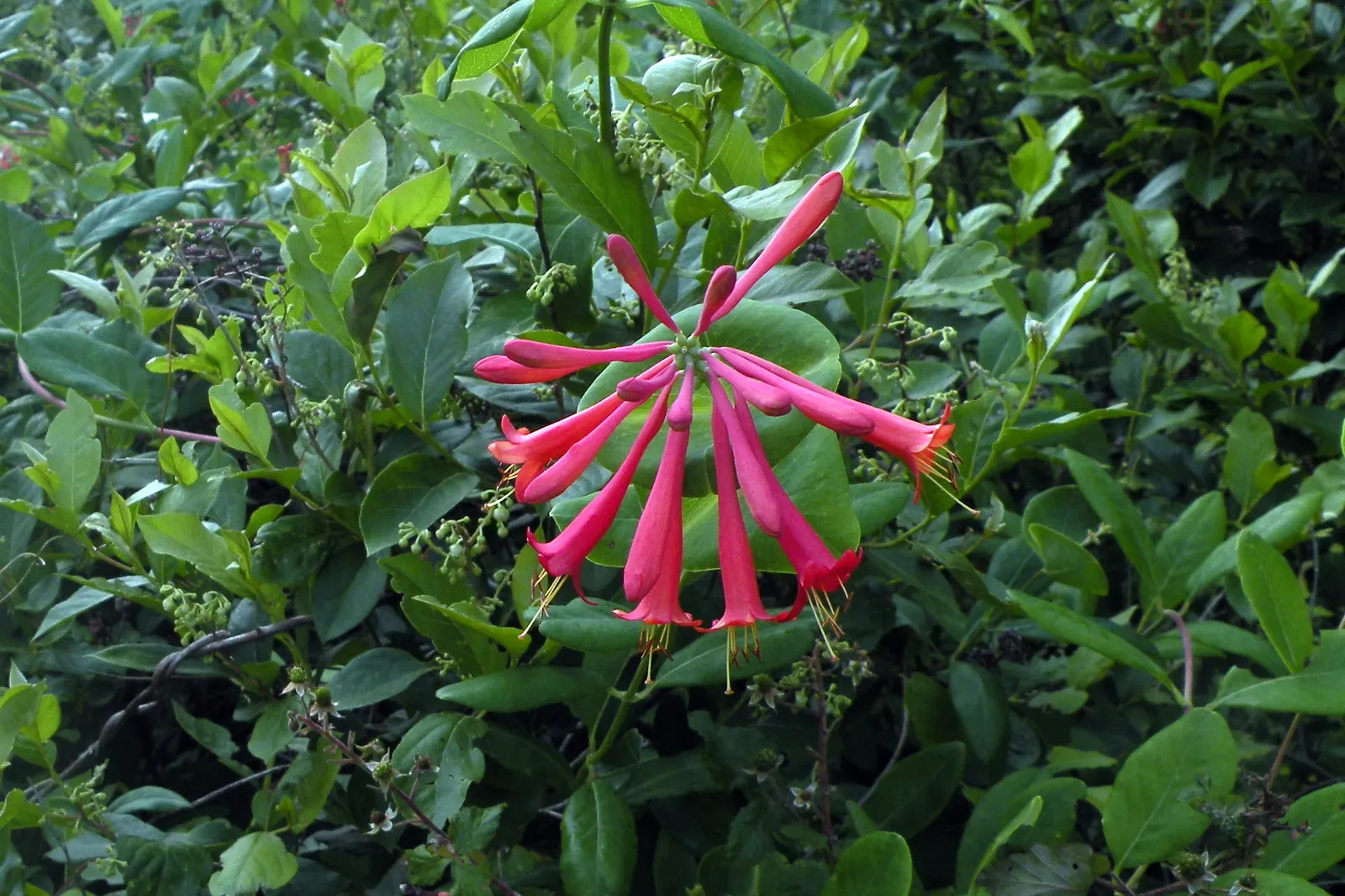 Coral Honeysuckle (Lonicera Sempervirens) — an attribute that ensures the plant remains a visually stunning and low-maintenance feature all year round; with