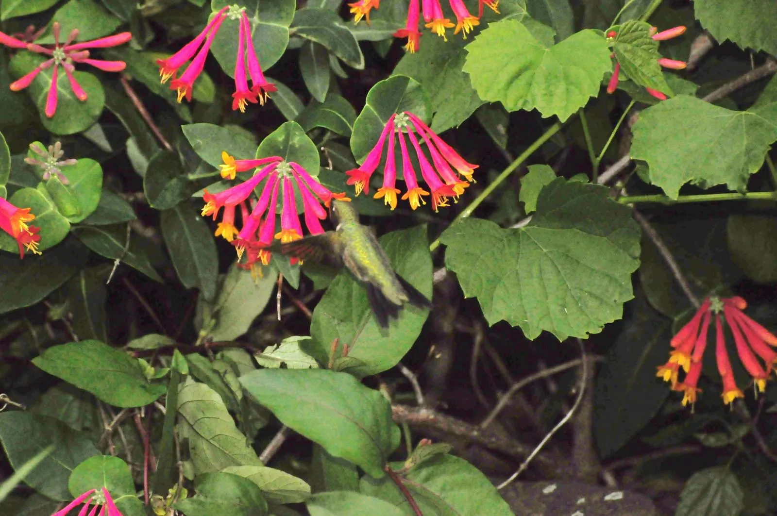 Coral Honeysuckle (Lonicera Sempervirens) — adding a dynamic element of wildlife interest to your landscape.<br><br>Foliage is a glossy