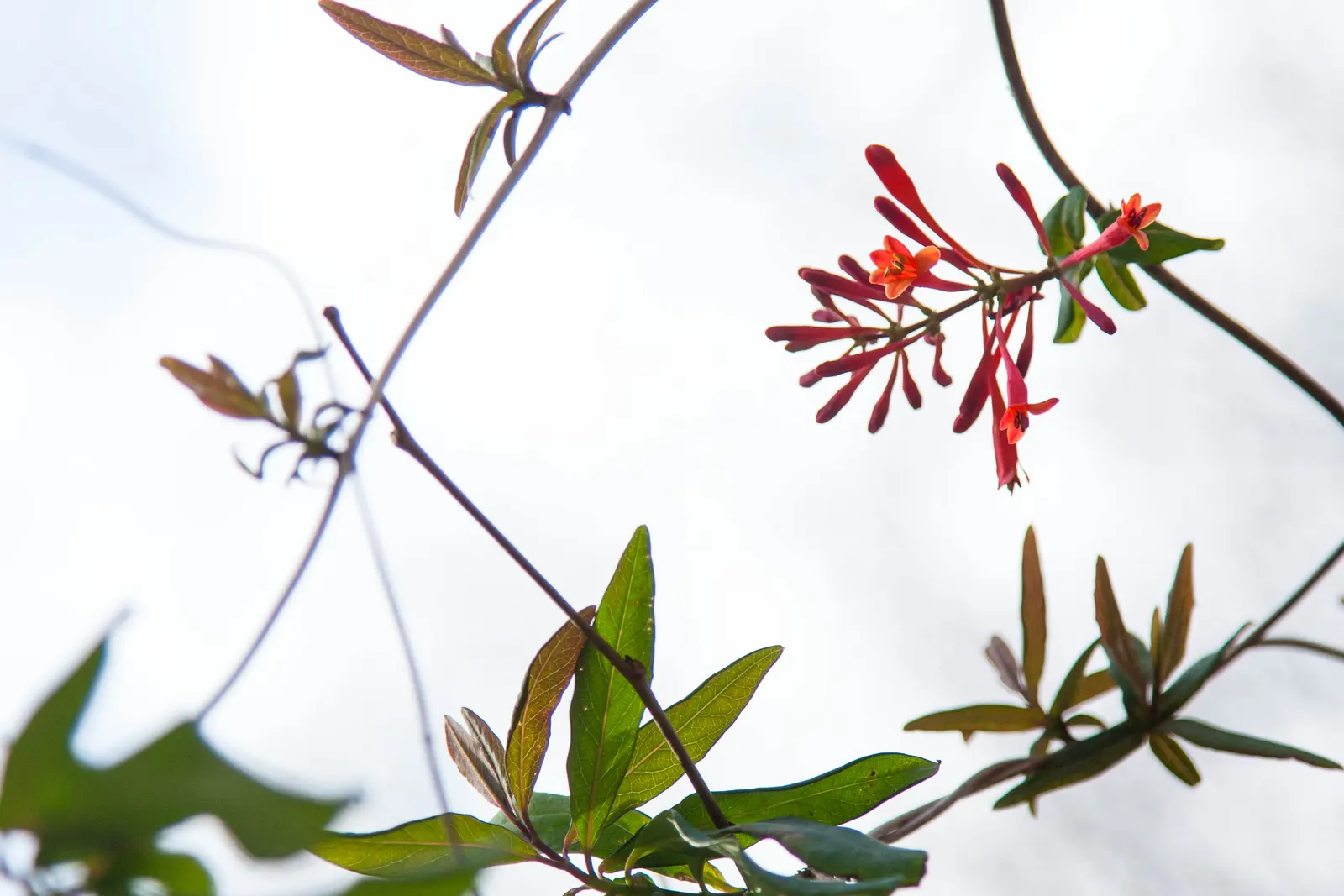 Coral Honeysuckle (Lonicera Sempervirens) — multi-colored and orange and red and yellow flowers in the garden