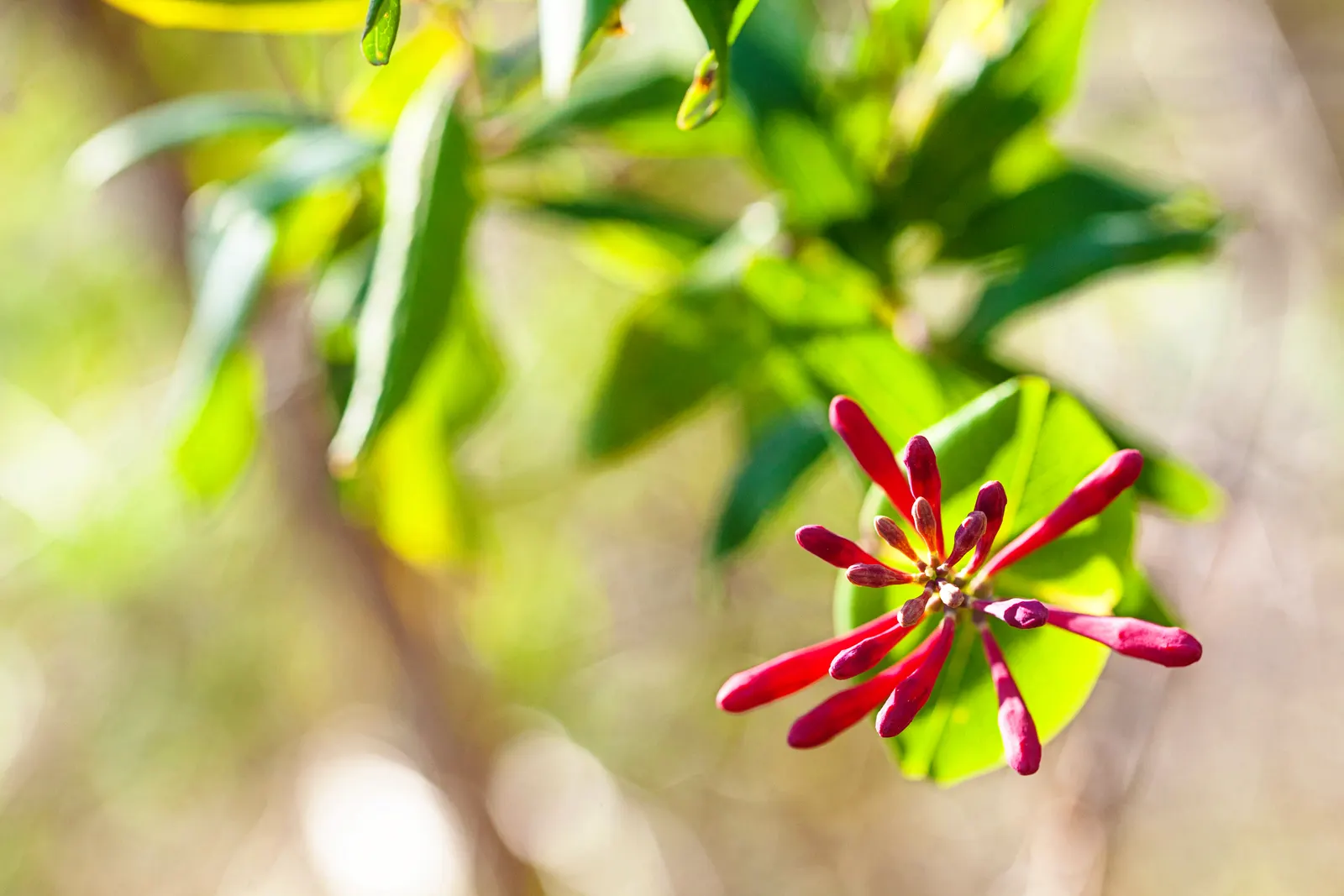 Coral Honeysuckle (Lonicera Sempervirens) — climbing habit that makes it perfect for adorning trellises; which can reach a size of 1 to 3 inches in length