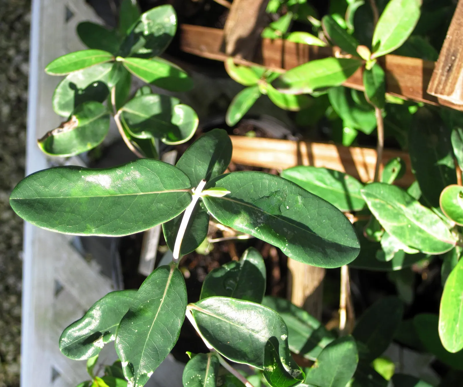 Coral Honeysuckle (Lonicera Sempervirens) — allow for ample vertical space for this vine's exuberant display
