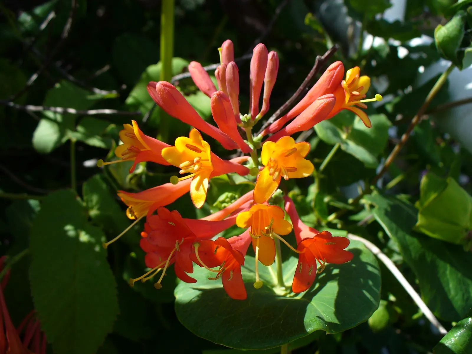 Coral Honeysuckle (Lonicera Sempervirens) — is a magnet for hummingbirds