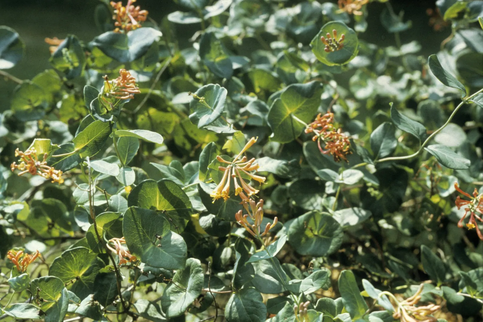 Coral Honeysuckle (Lonicera Sempervirens) — measuring 1 to 2 inches in length; climbing habit that makes it perfect for adorning trellises