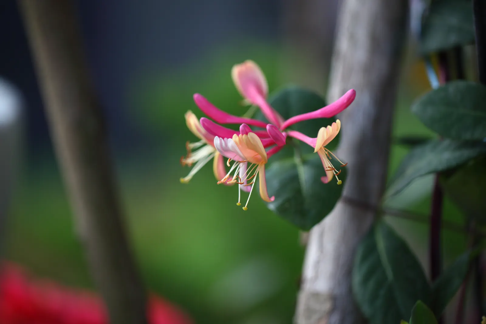 Coral Honeysuckle (Lonicera Sempervirens) — is a vigorous US-native vine ideally suited for trellises and fences; which can reach a size of 1 to 3, image 59