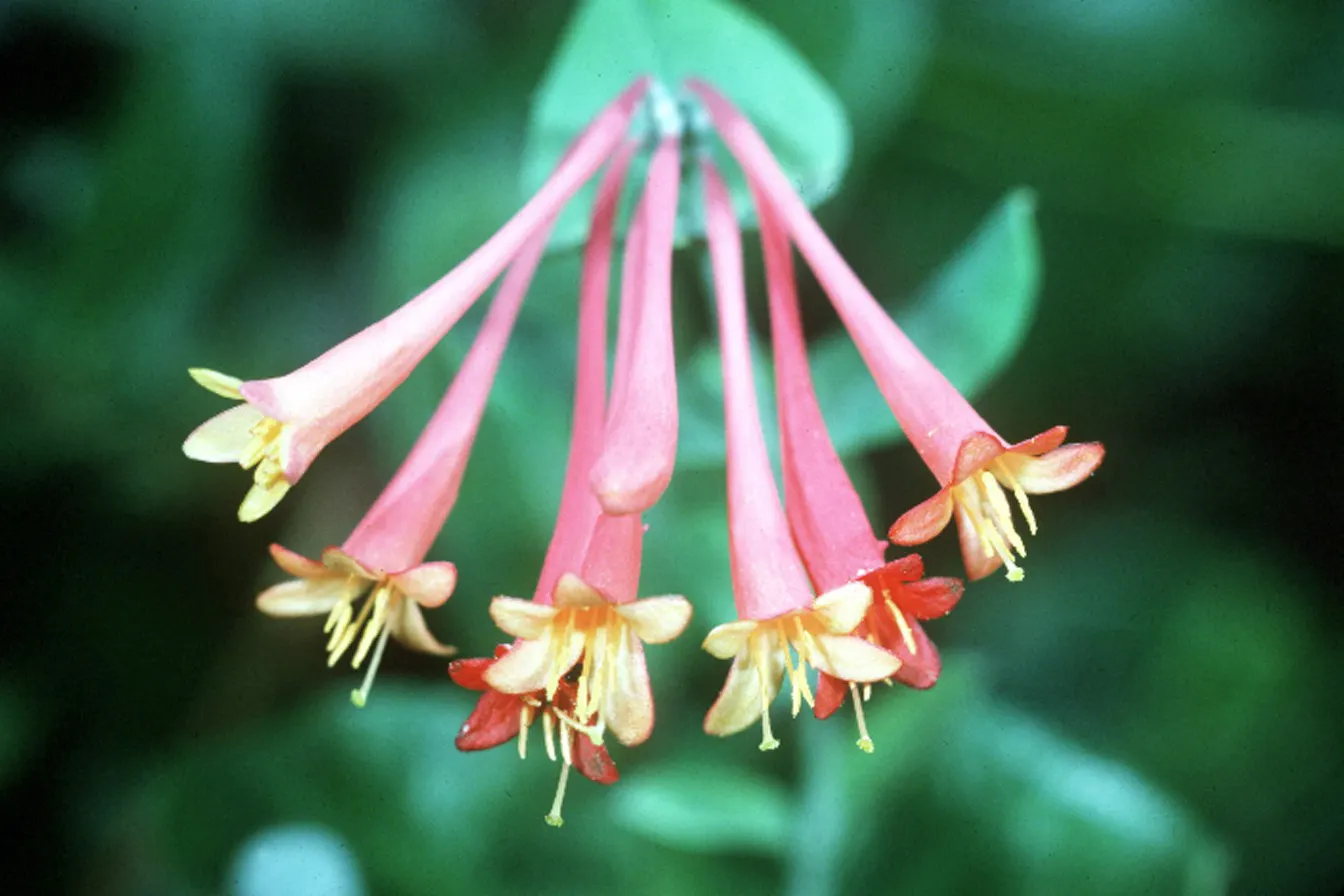 Coral Honeysuckle (Lonicera Sempervirens) — allow for ample vertical space for this vine's exuberant display; climbing habit that makes it perfect for adorning