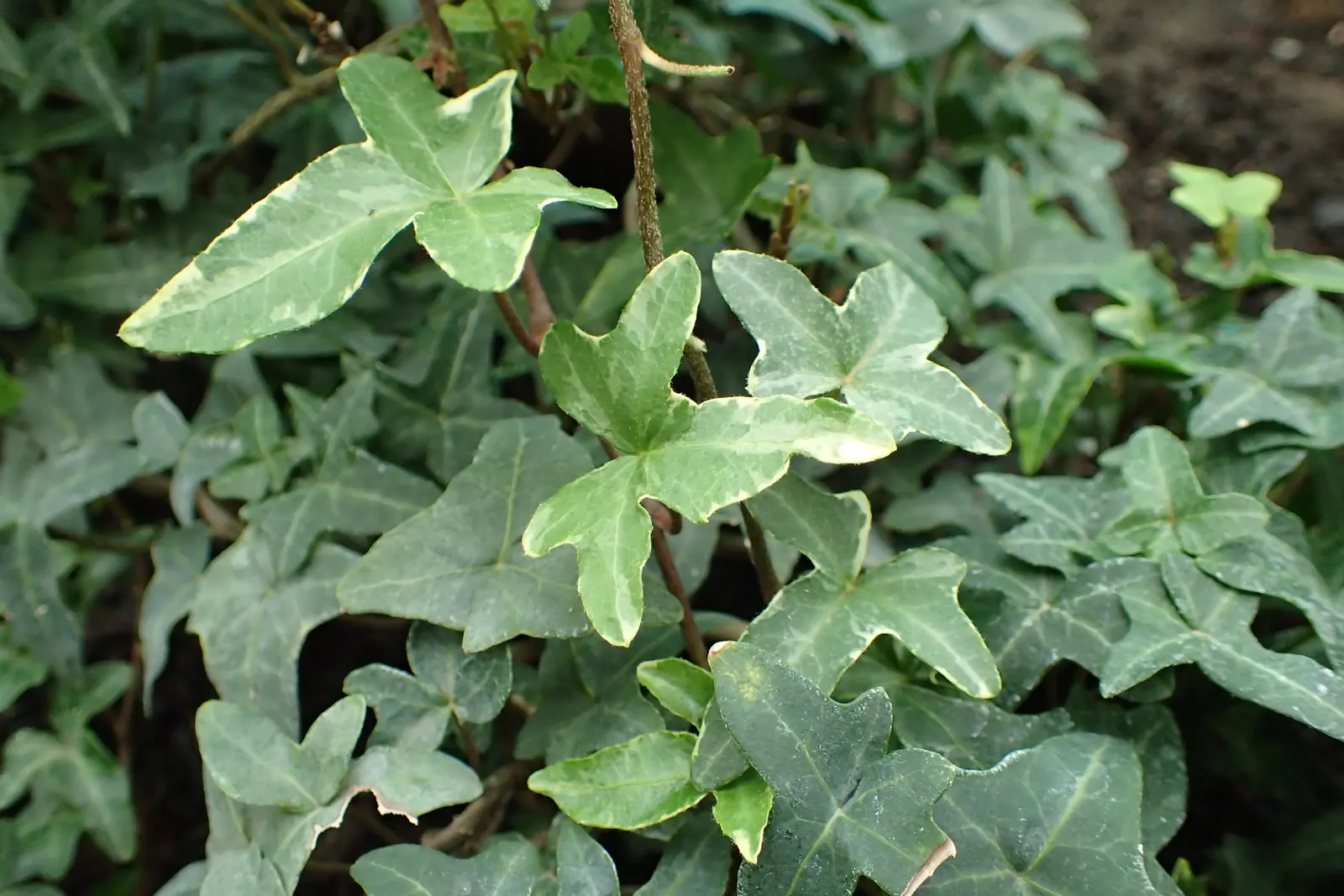 Marie Luise Variegated English Ivy (Hedera Helix 'Marie Luise Variegata') — commonly known as Variegated English Ivy