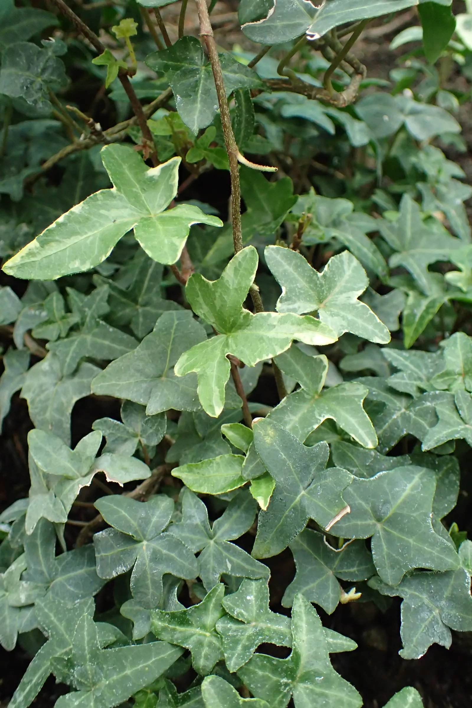 Marie Luise Variegated English Ivy (Hedera Helix 'Marie Luise Variegata') — is a robust evergreen climber