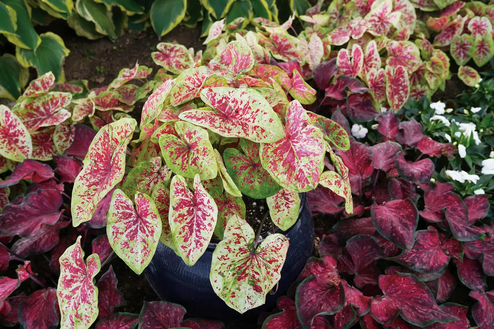Raspberry Moon Shade Caladium (Caladium hortulanum) — The effect is lush and tropical