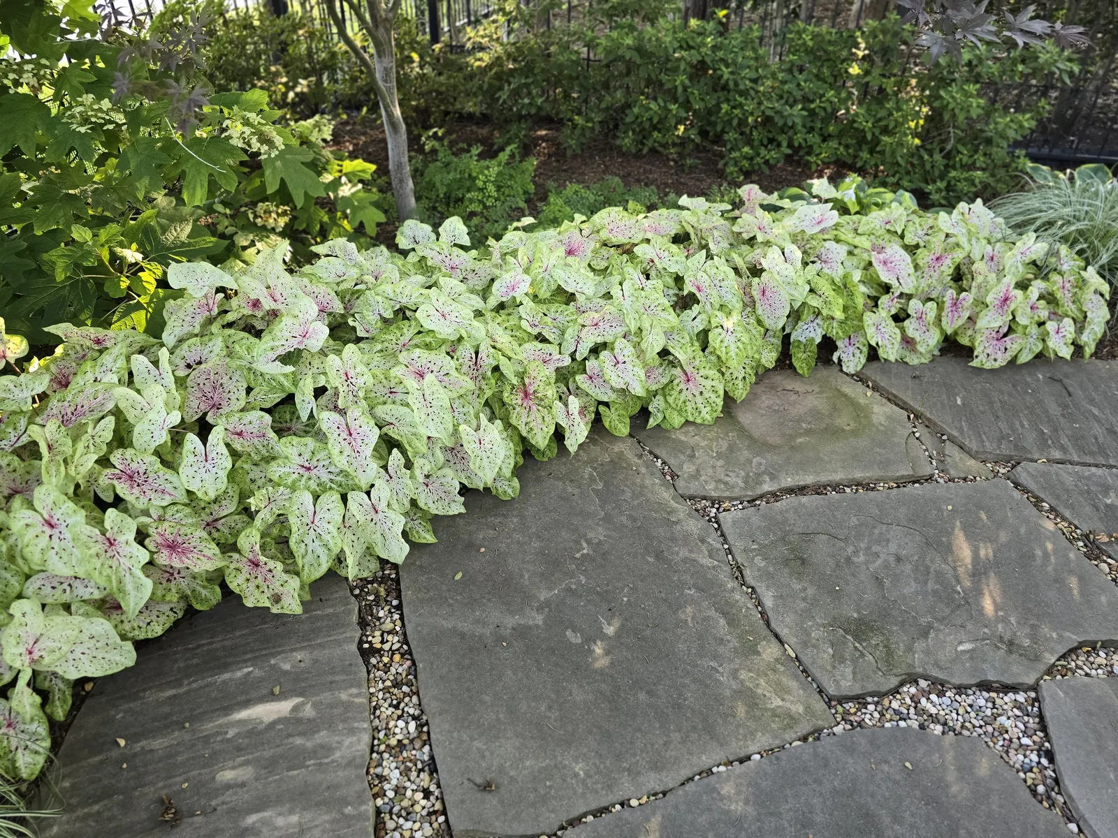 Raspberry Moon Shade Caladium (Caladium hortulanum) — vibrant leaves without burning the foliage.<br><br>In design