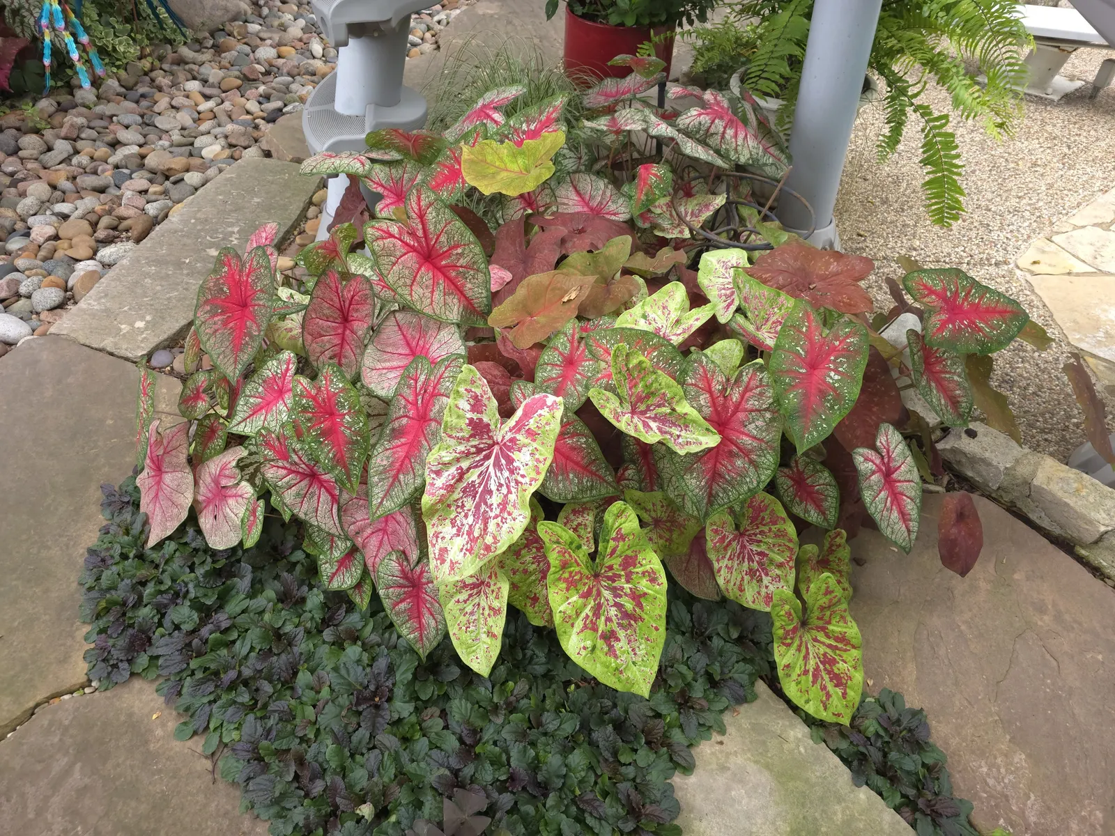 Raspberry Moon Shade Caladium (Caladium hortulanum) — rising above trailing companions and softer textures